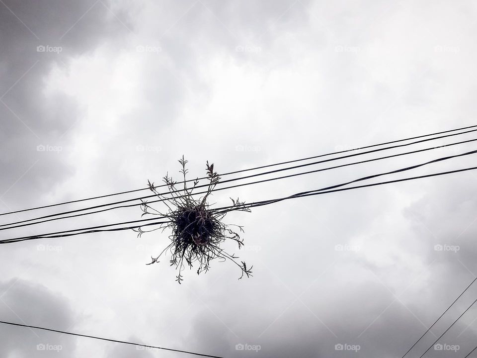 Plant on electrical wires