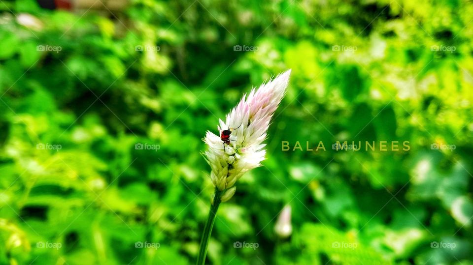 kindly request buy this pic at least $1