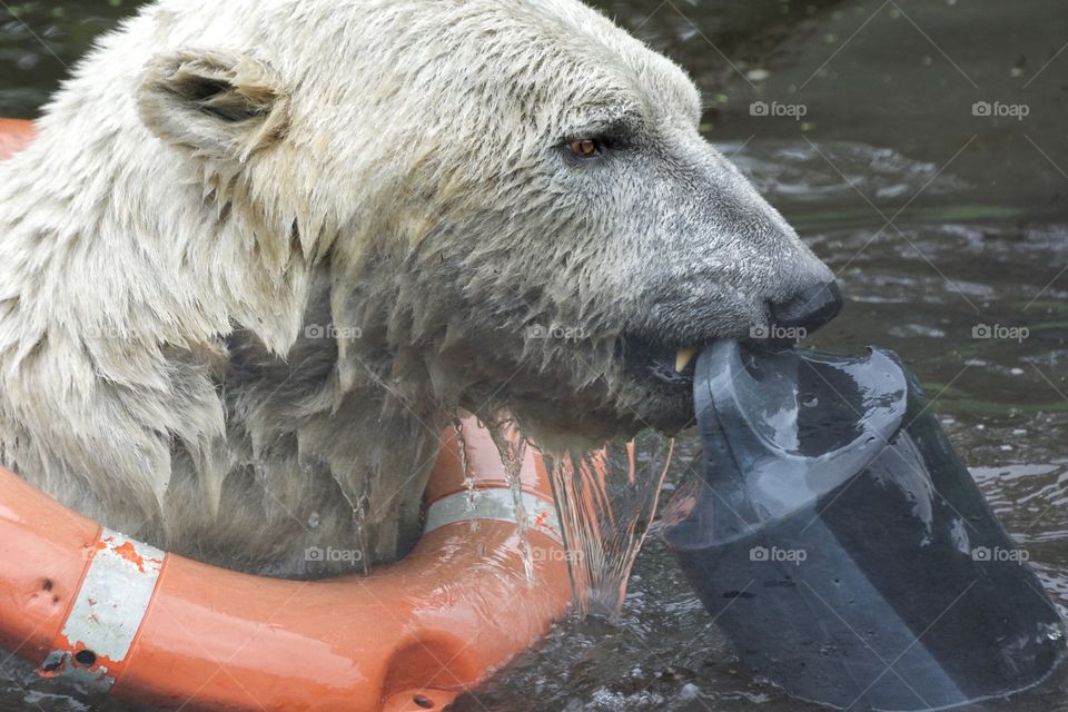 Polar bear with toys