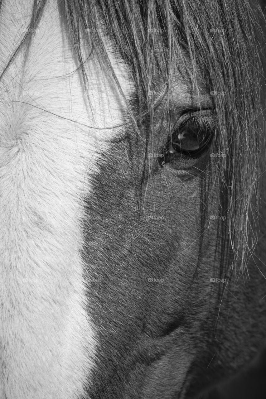 Extreme close-up of horse's face