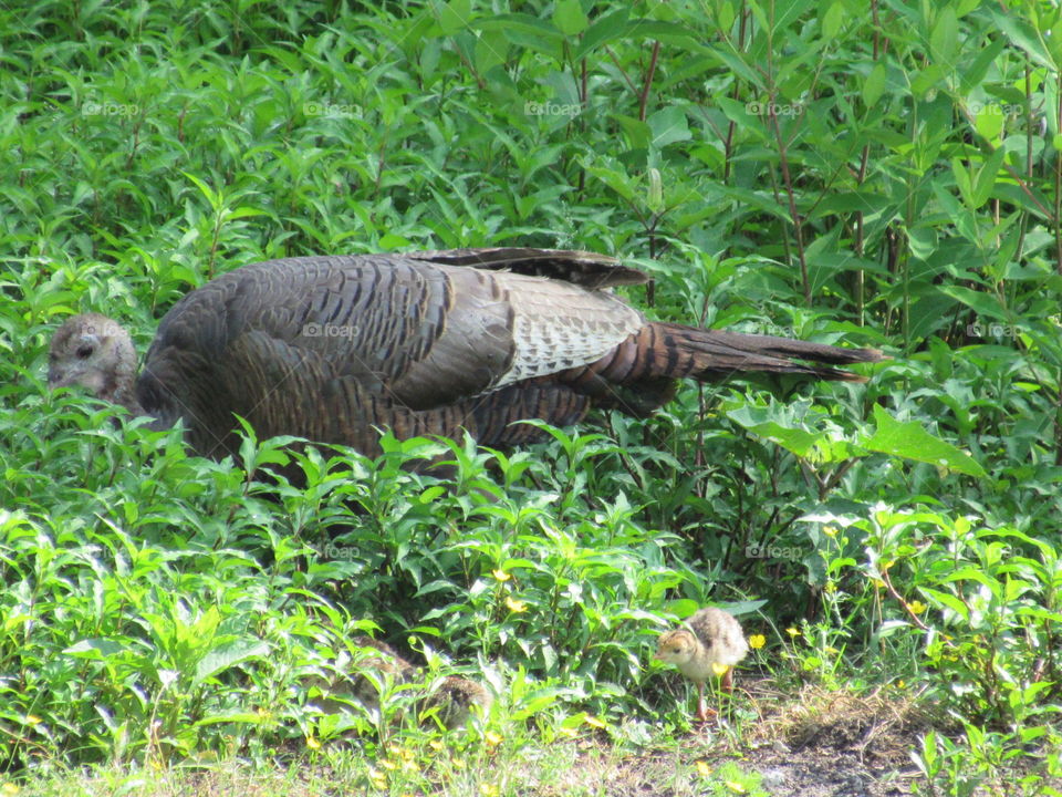 Nature, Wildlife, Animal, Wild, Grass