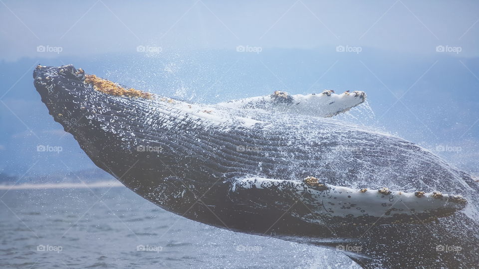 whale having fun