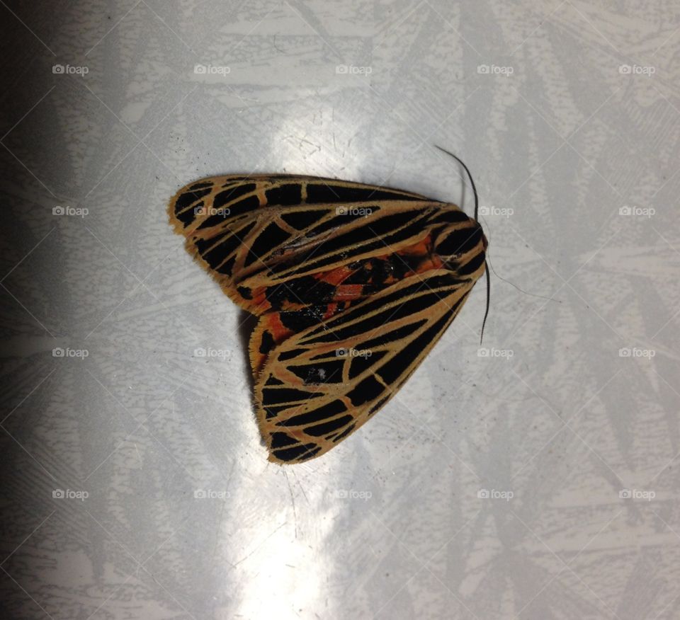 Moth as beautiful as butterfly 