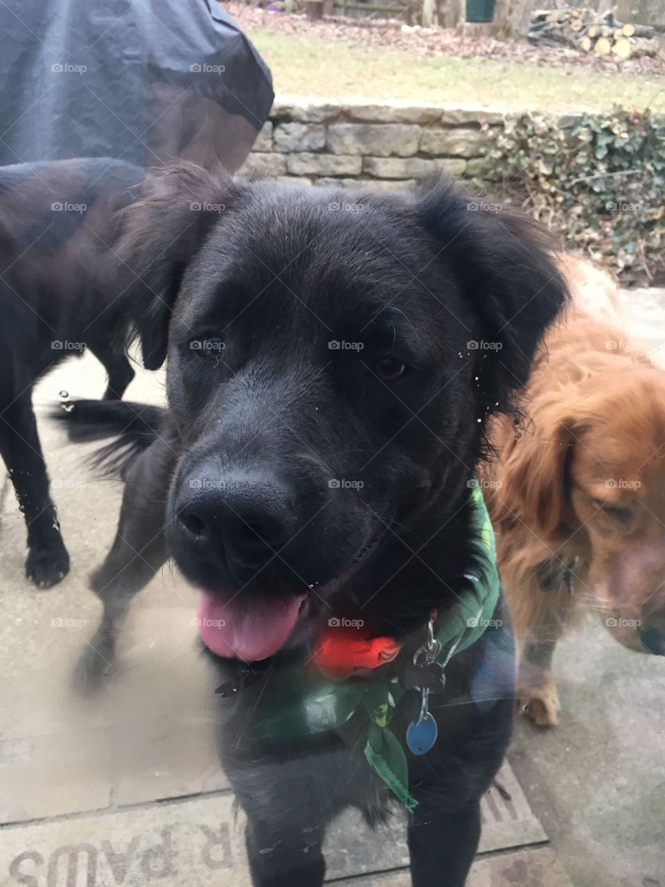 Black dog looking in a window