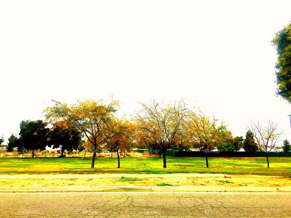 Árboles en el parque
