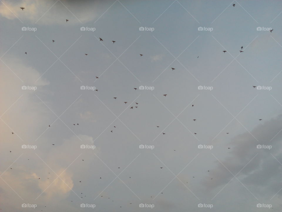 birds in sky