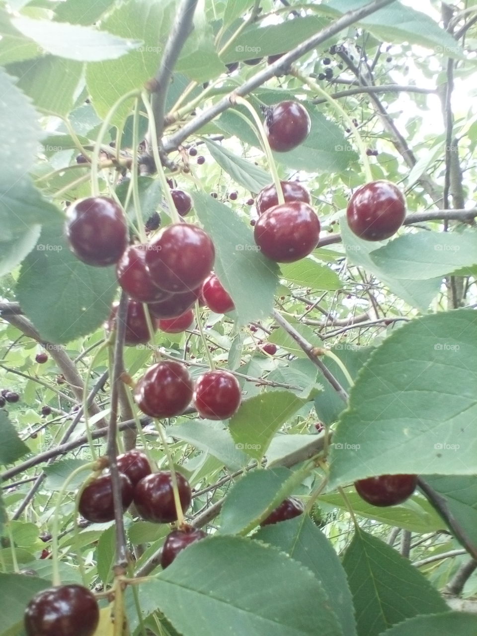 tree, cherry, leaves, ripe cherry, summer, green leaves, cherry on a branch,