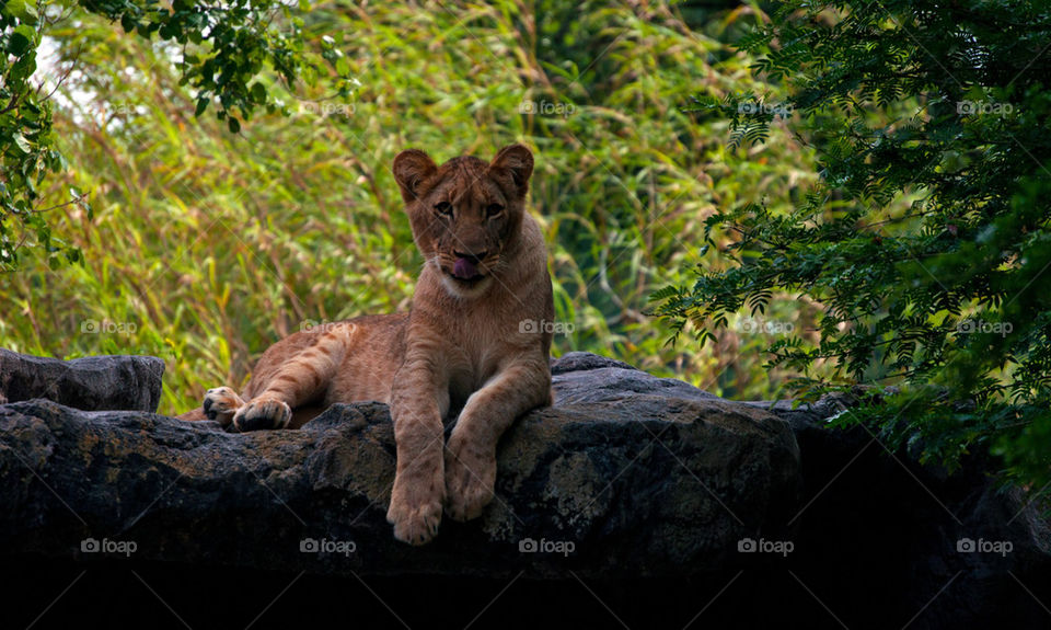 Shaba the female lioness