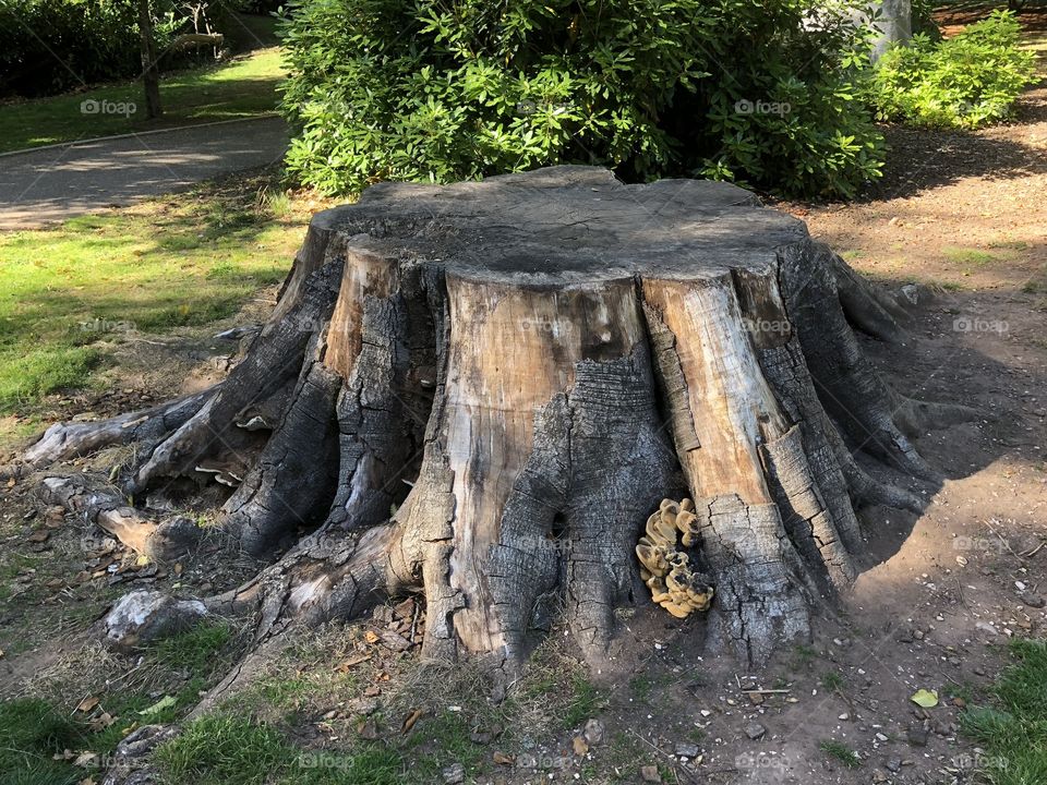 An impressive tree trunk that completes itself with a considerable amount of fungi.