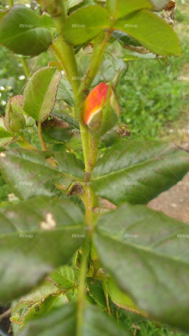 budding rose