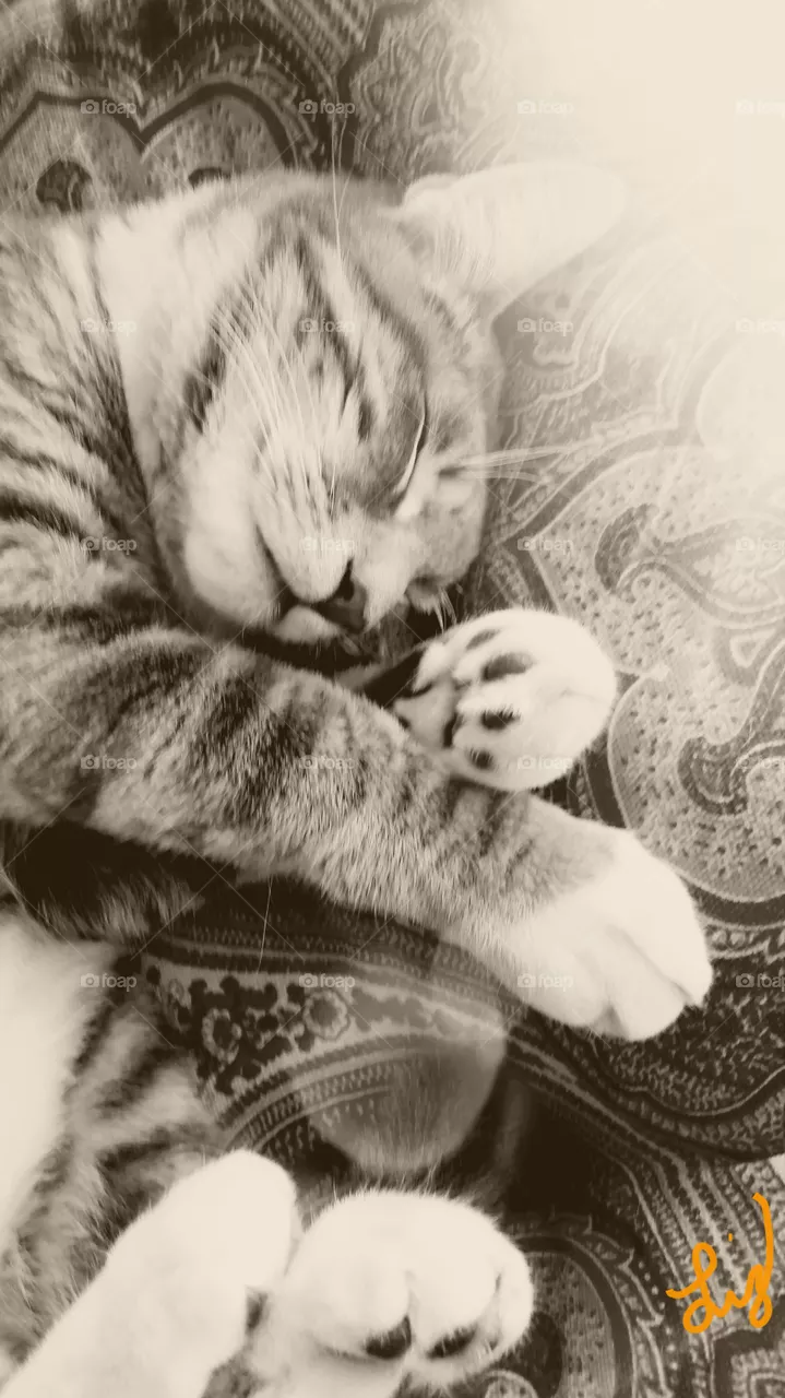 lazy kitty