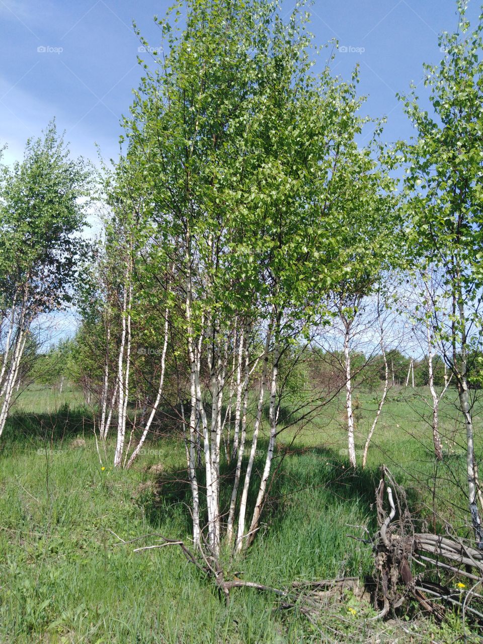 Молодые березки