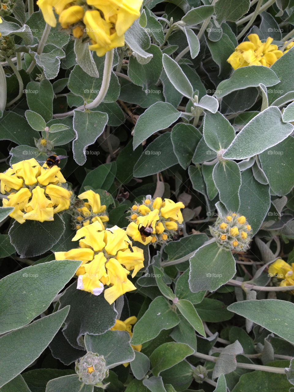 YELLOW FLOWERS, BUMBLEBEE