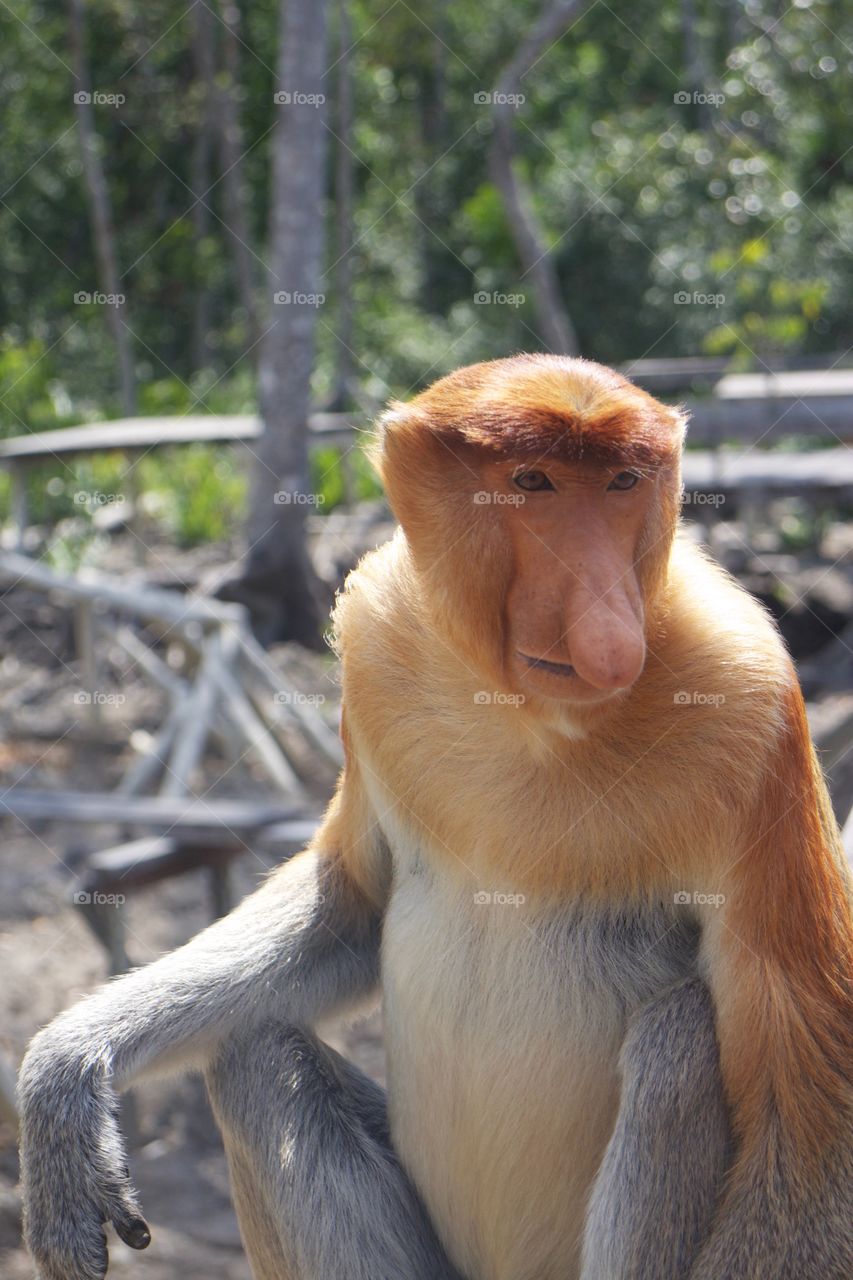 Proboscis monkey 