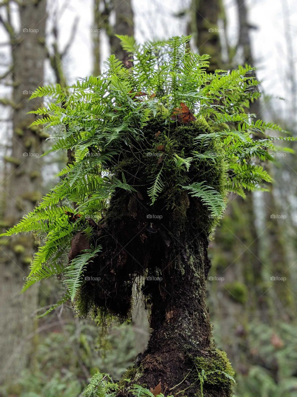 tree fern in nature park