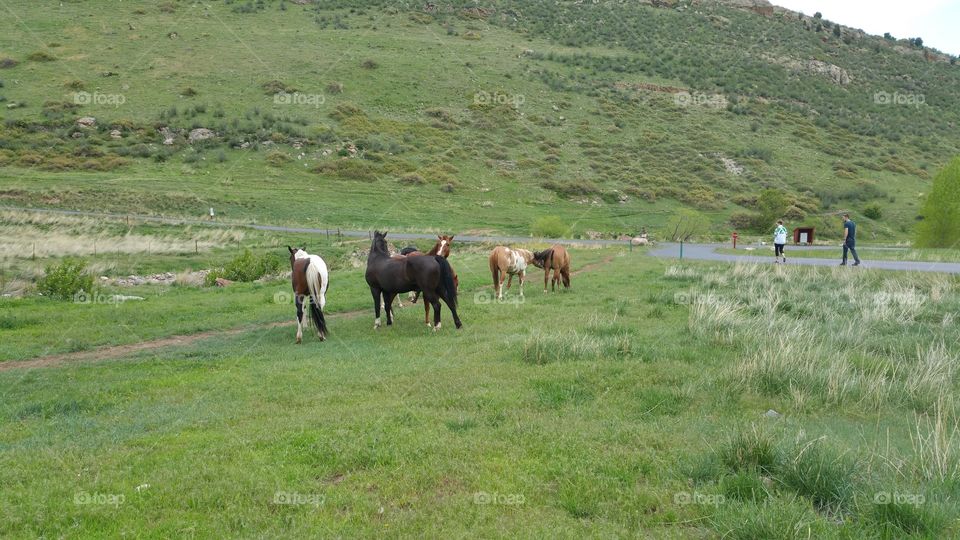 Horses out enjoying the day