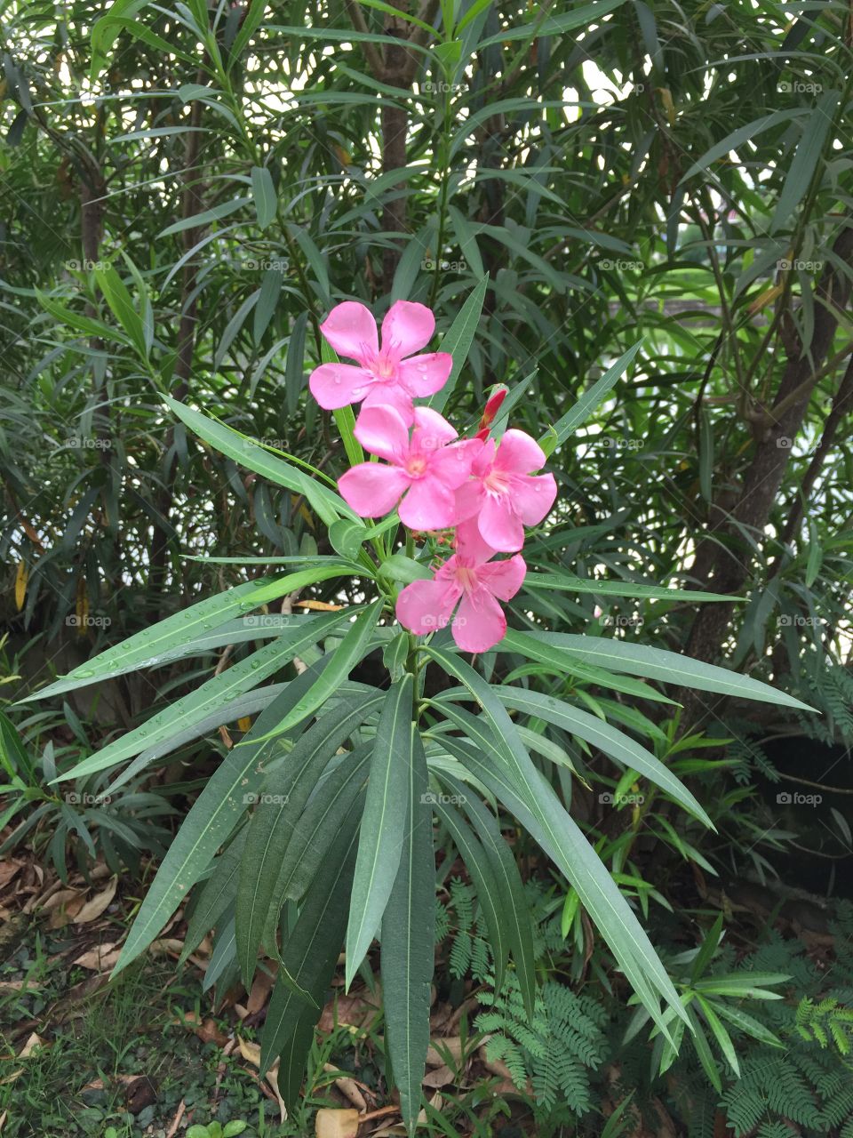 Pink oleander