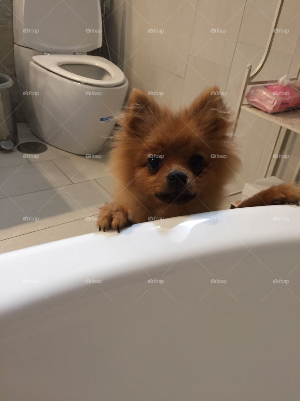 Pomerania Sweetheart, Chanel 