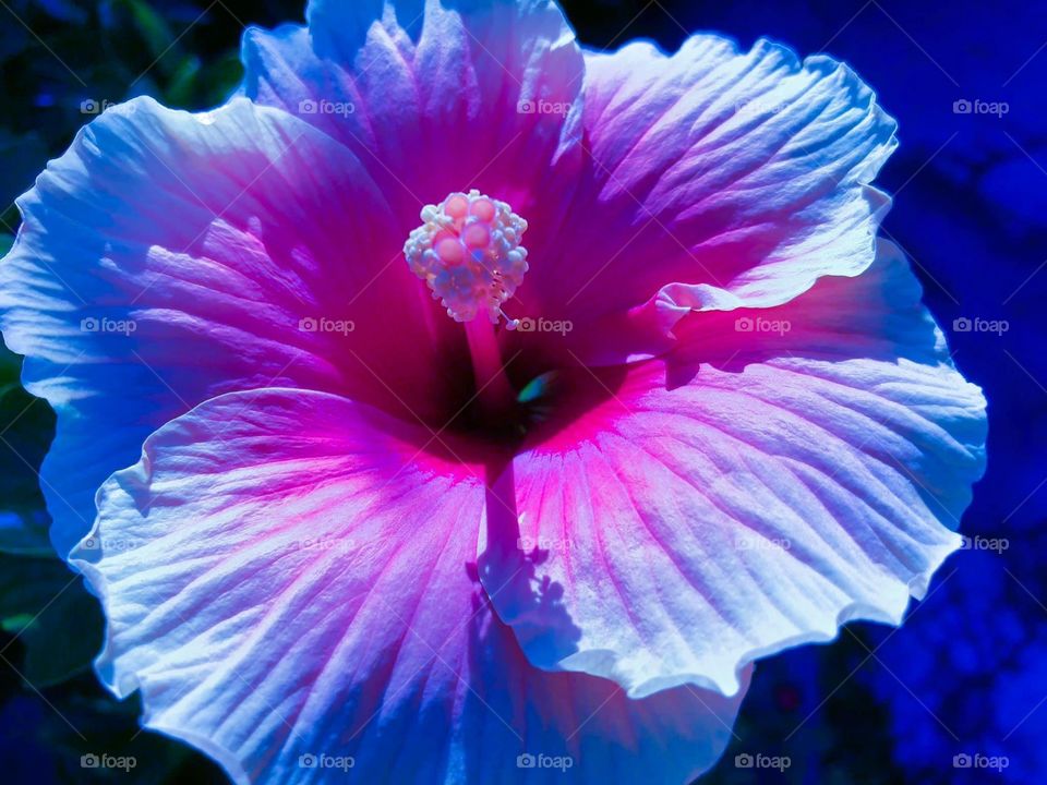 A giant pink hibiscus 