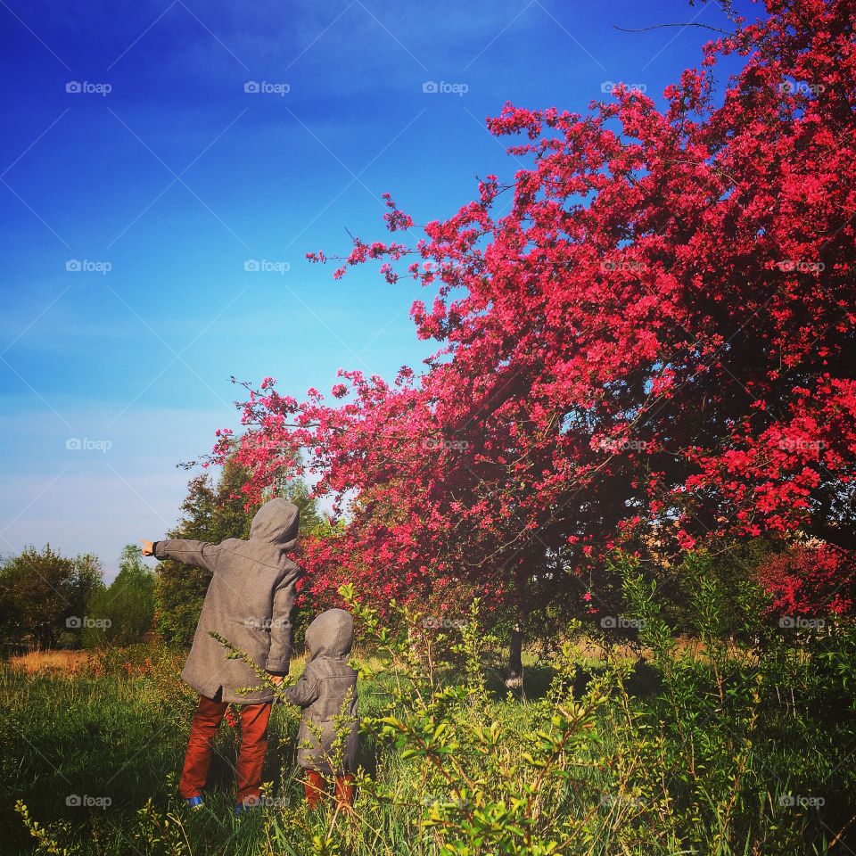 Tree, No Person, Landscape, Leaf, Fall