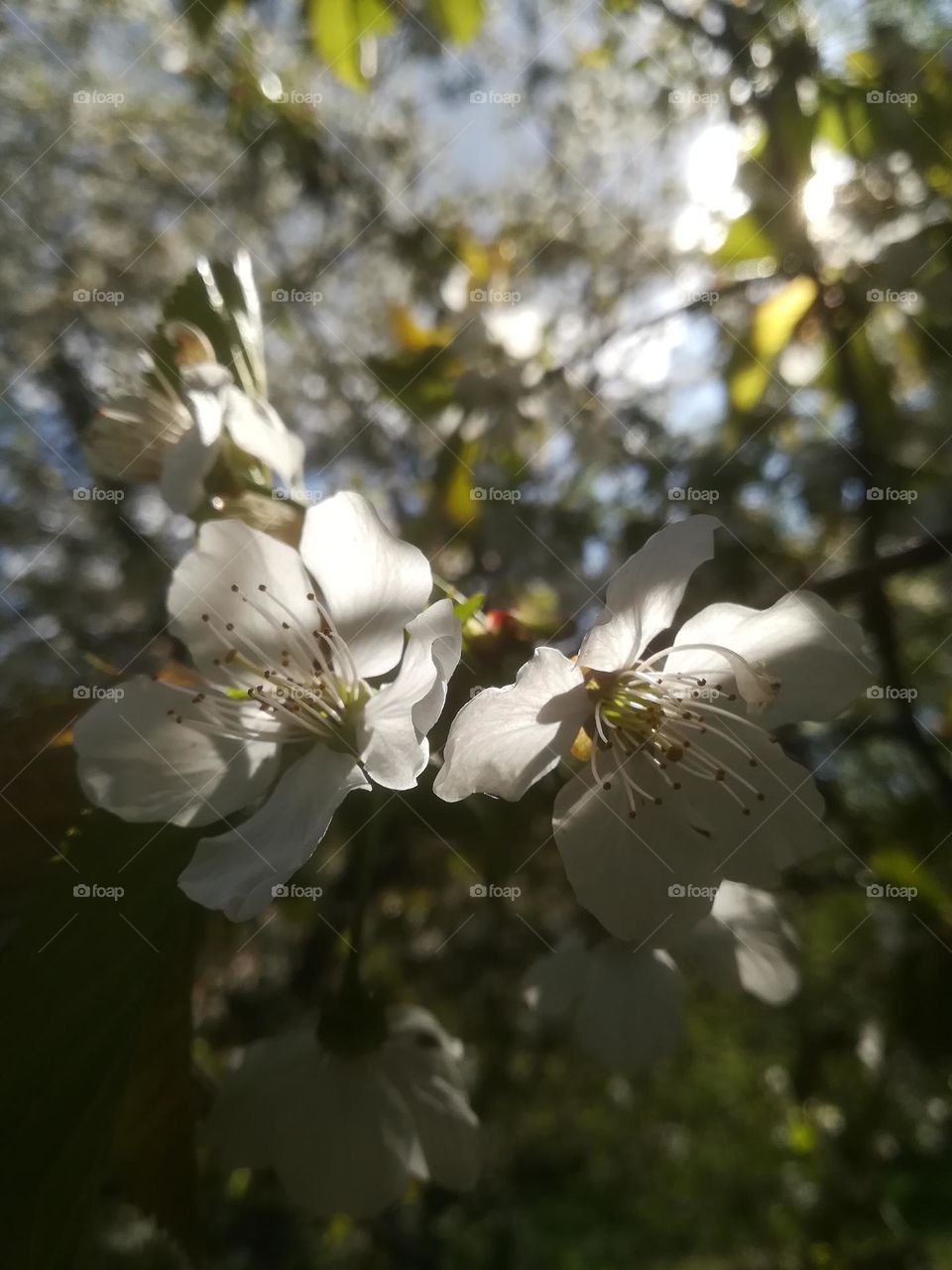 Apple tree blossom