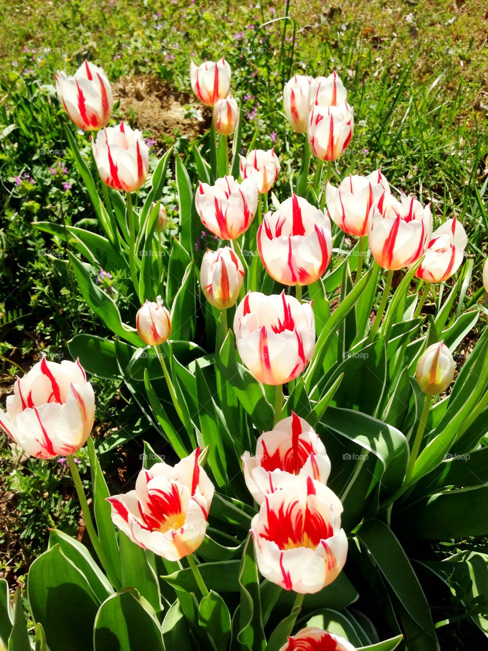 Beautiful springtime tulips