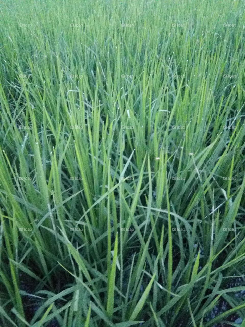 Beautiful green growing crop of rice in the fields of PUNJAB IN INDIA.