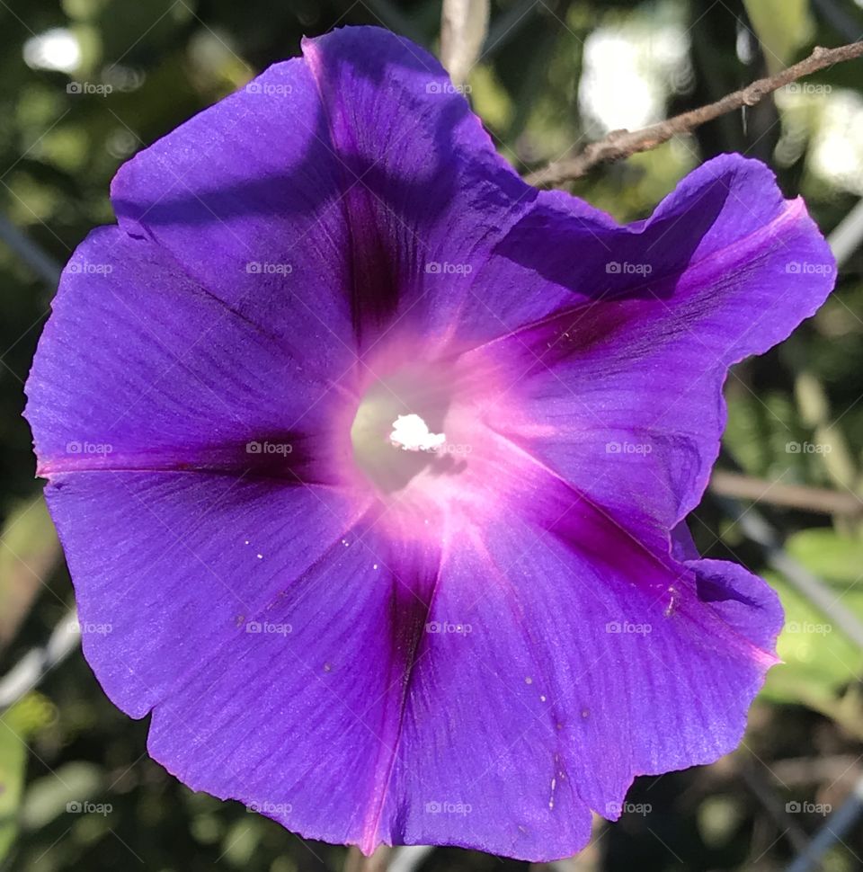 Purple morning Glory