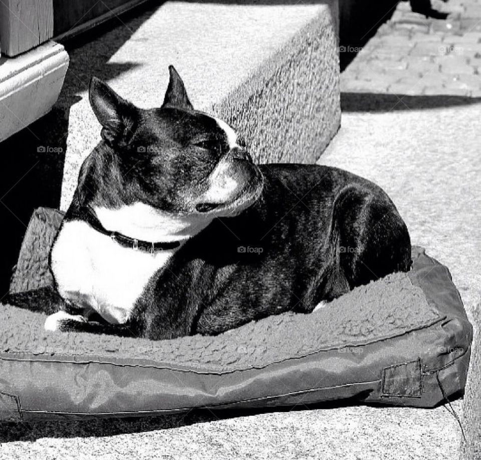 French bulldog resting in sunlight