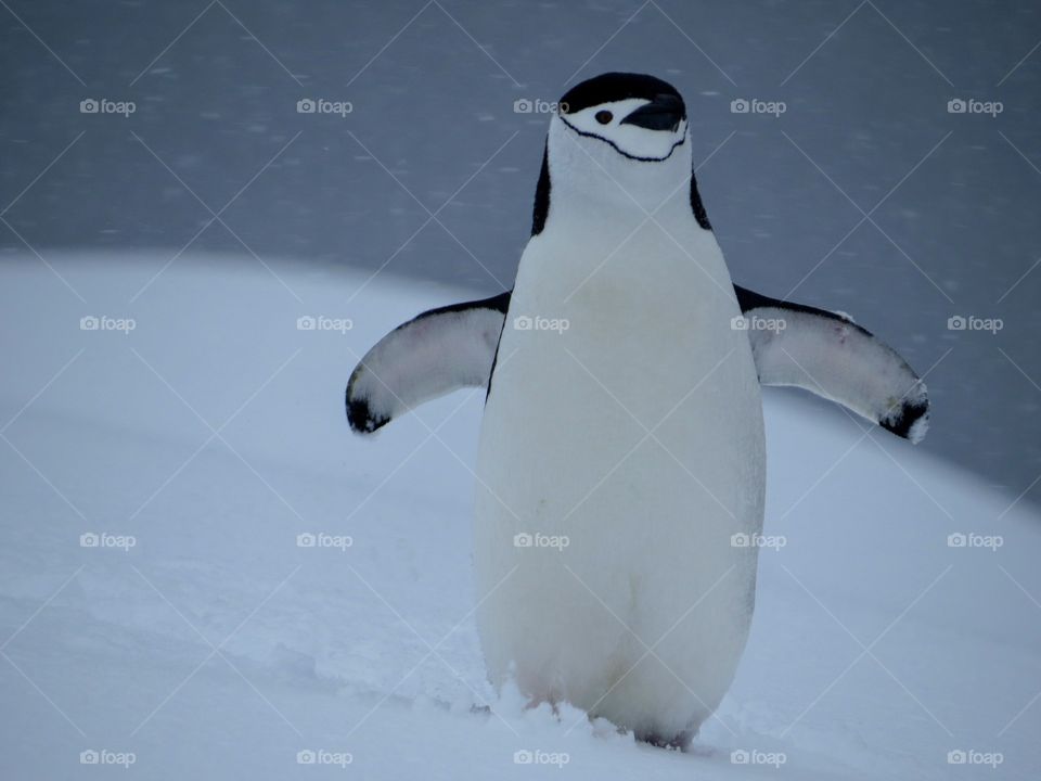 Single chinstrap penguin walking in the snow