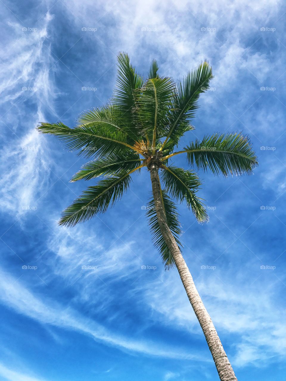 Palm trees on blue sky