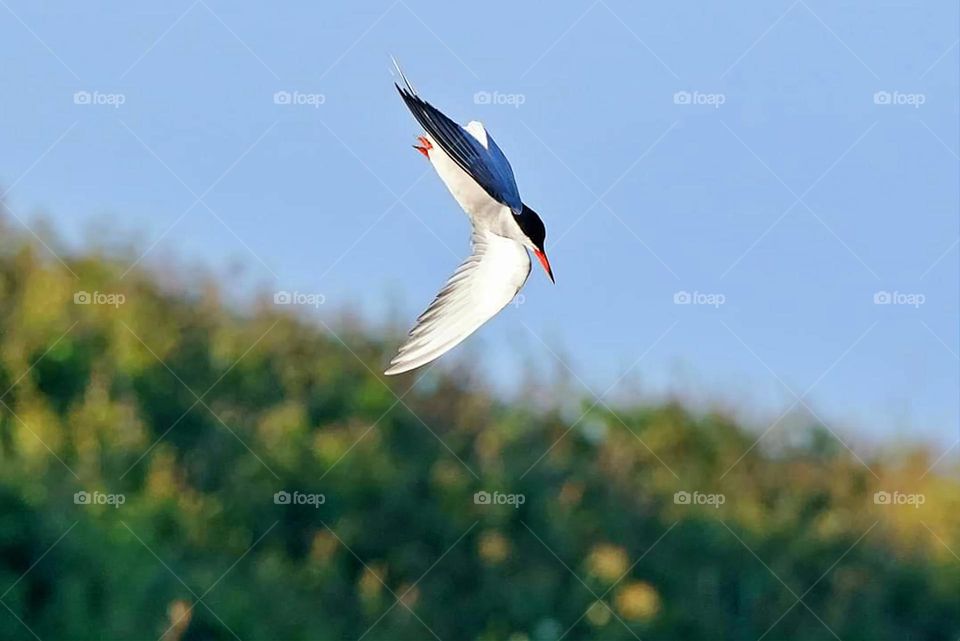 Close up of Common Tern in full flight