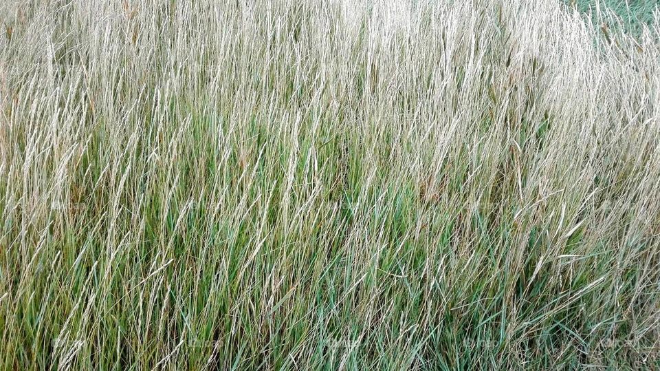 Danish grass