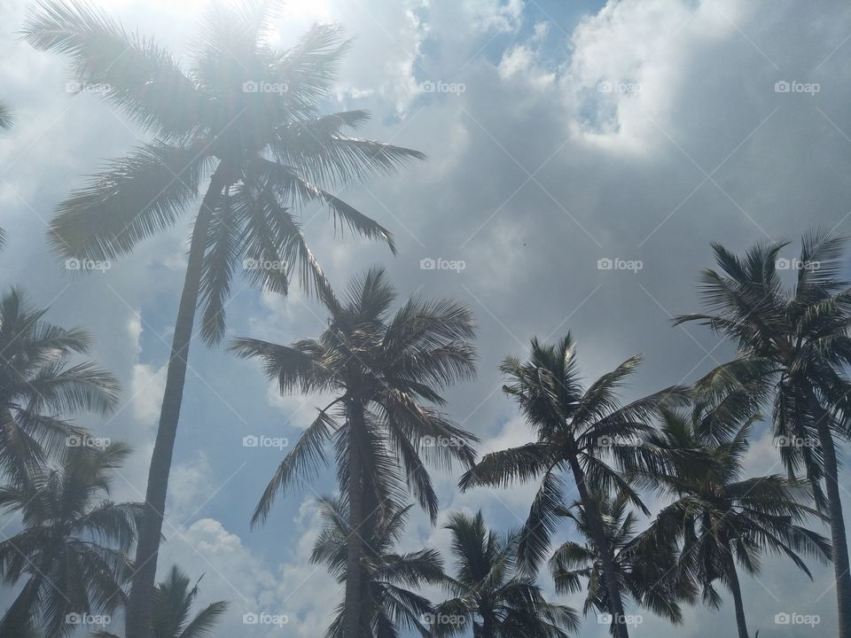 coconut tree and sky
