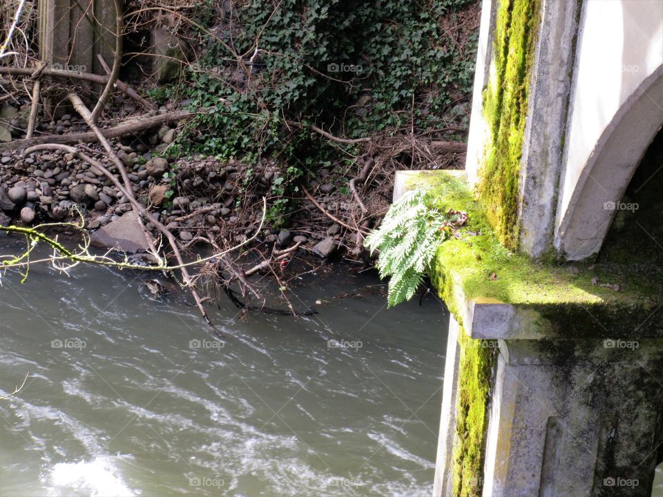 fern growing on ledge