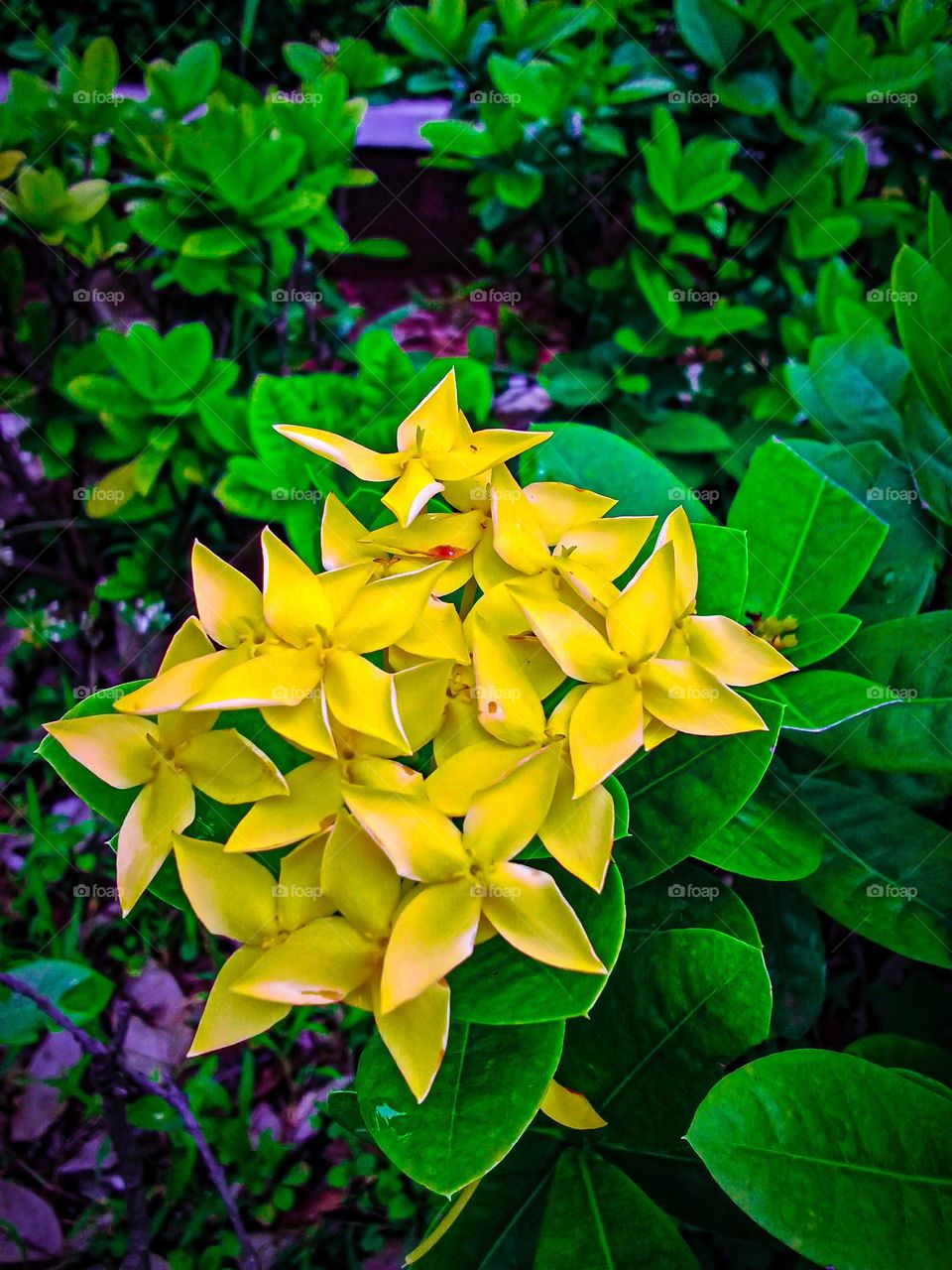 flowers blooming in the teapot garden