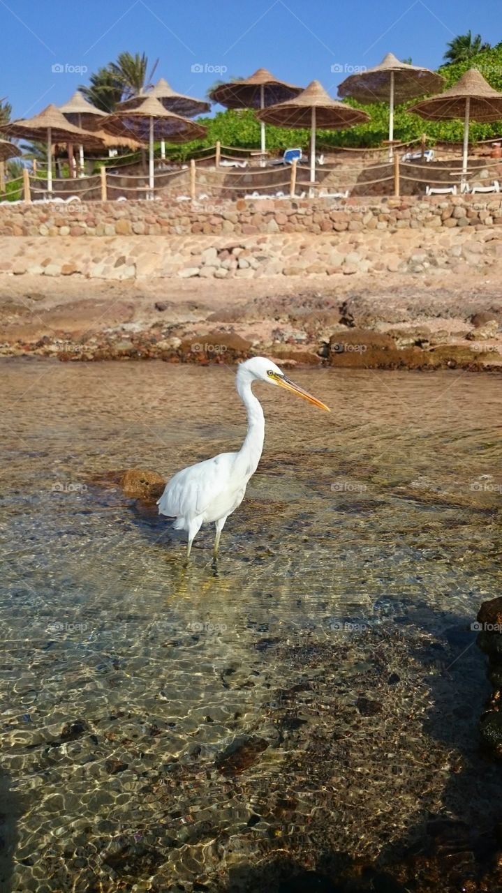Egret on the beach