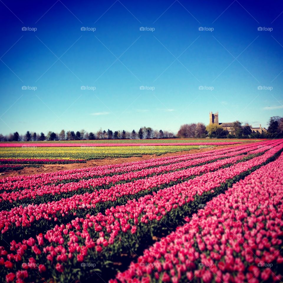 Agriculture, Field, Cropland, No Person, Flower