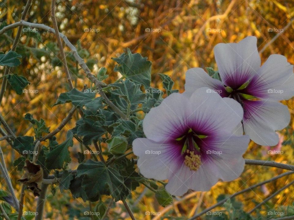 Desert flower 