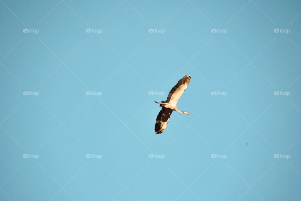 Bird flying overhead 