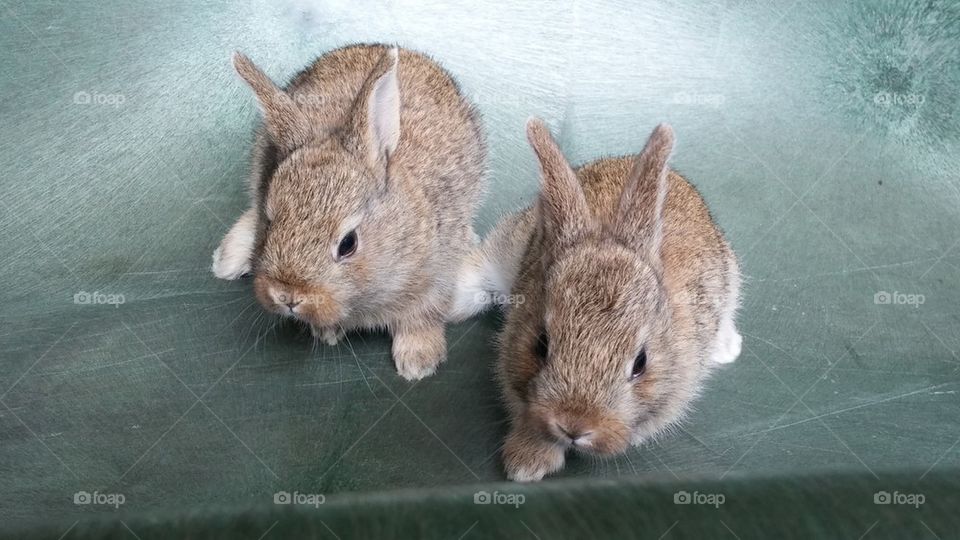 babies bunnies