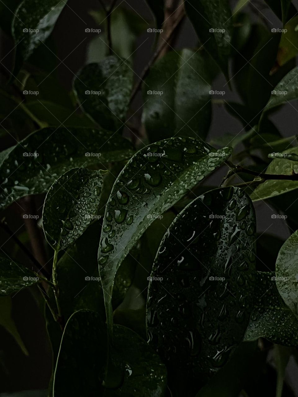 green leaves in drops of water illuminated by the sun