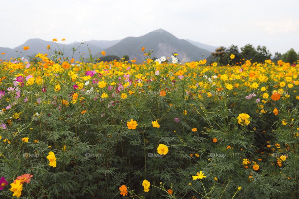 山与花海