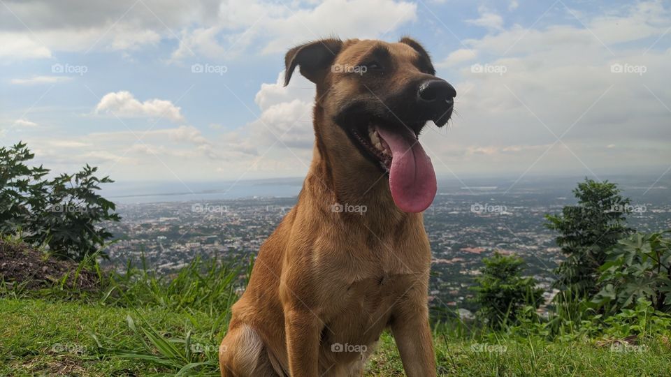 Radiant dog having a good time in the exotic hills of St Andrew Jamaica, in the distance behind her you can see the well known city of Kingston.