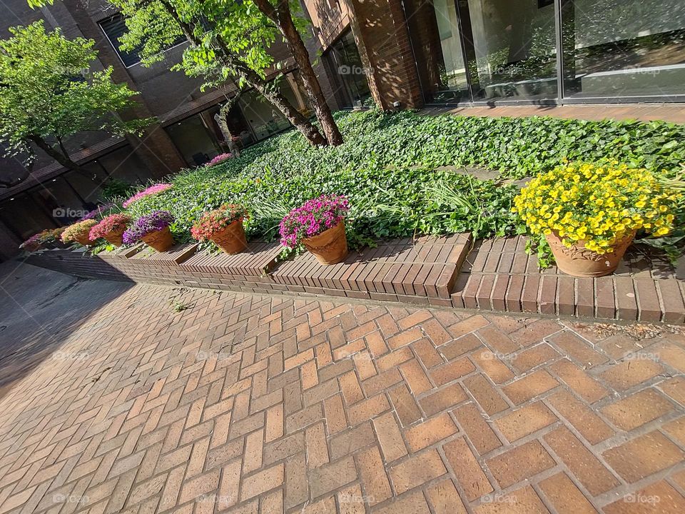 Row of Planted Flowers