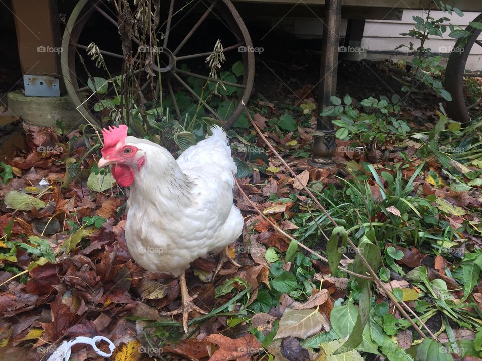 Beautiful White Chicken