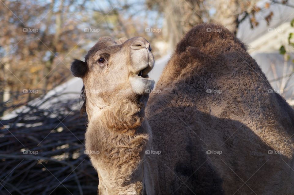 cammel