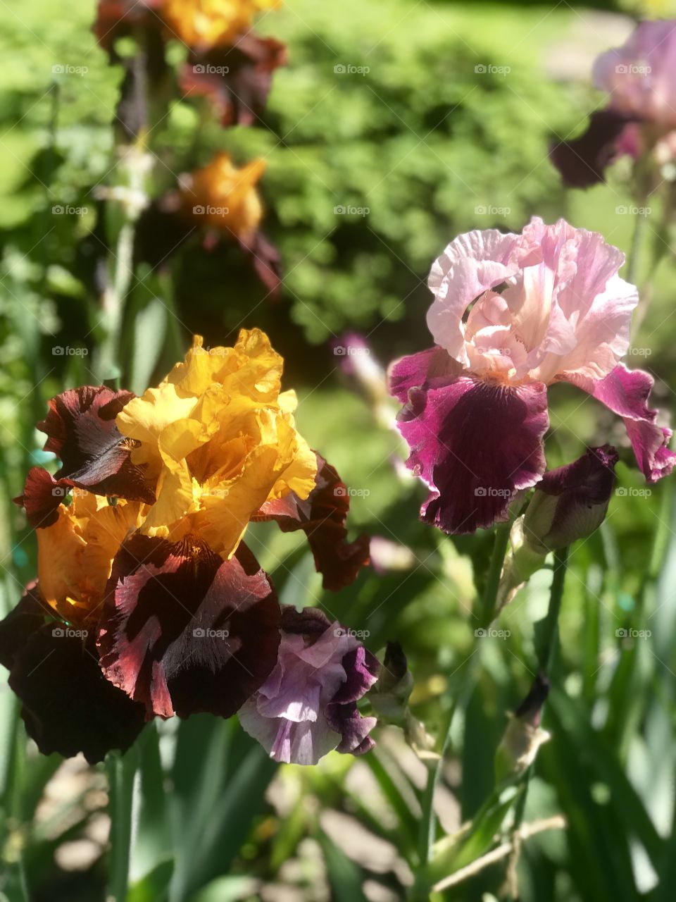 beautiful flowering irises in the garden