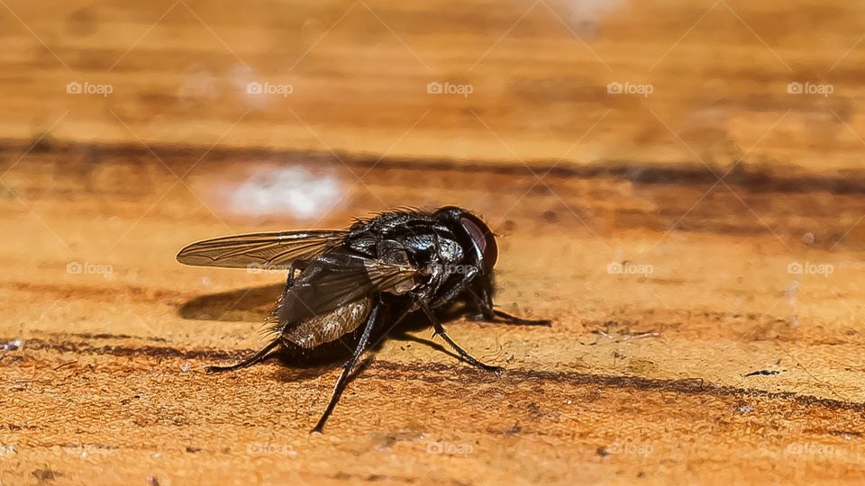 housefly 