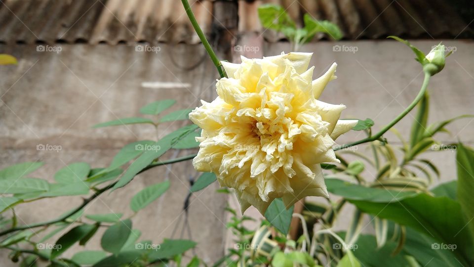 A rosa é uma flor. Mas nem todas as flores são rosas.